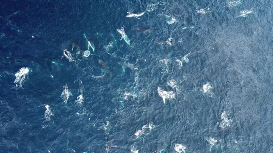 Đàn cá voi lưng gù 150 con cùng săn mồi ở vùng biển ngoài khơi Australia
